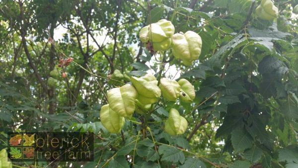 Koelreuteria paniculata - Golden Rain Tree - Image 3