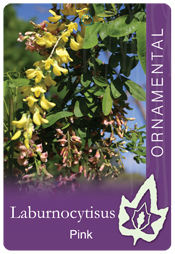Laburnocytisus adamii - Pink Laburnum