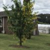 Laburnum x waterei Vossi - Golden Chain Tree - Image 3