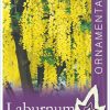 Laburnum x waterei Vossi - Golden Chain Tree - Image 5