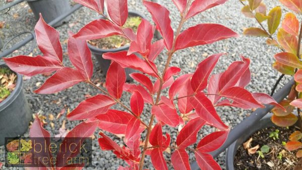 Lagerstroemia fauriei x indica - Acoma - Image 3