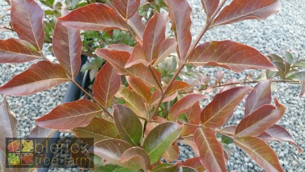 Lagerstroemia fauriei x indica - Acoma - Image 2
