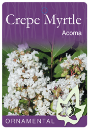 Lagerstroemia fauriei x indica - Acoma