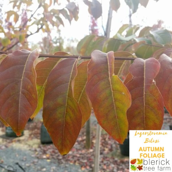 Lagerstroemia indica x faurei - Biloxi - Image 3