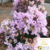 Lagerstroemia indica x faurei - Biloxi
