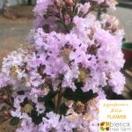 Close up of a vibrant biolxi crepe myrtle (lagerstroemia) flower in full bloom