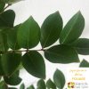Lagerstroemia indica x faurei - Biloxi - Image 2