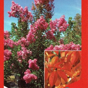Lagerstroemia fauriei - Lipan
