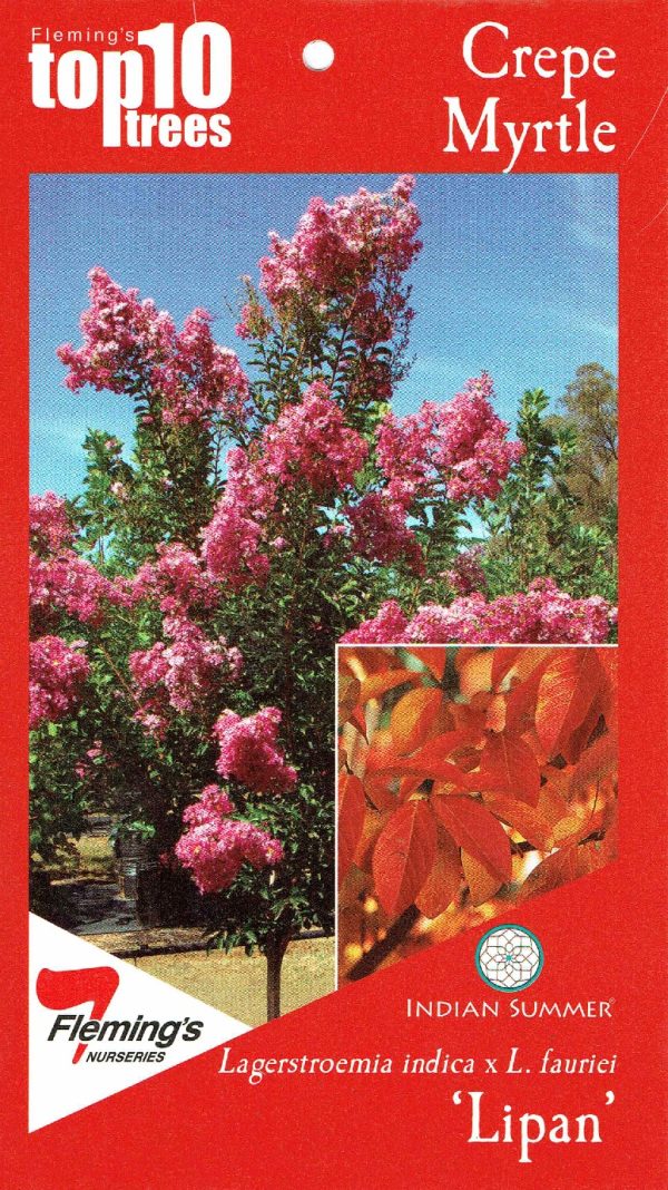 Lagerstroemia fauriei - Lipan