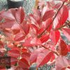 Lagerstroemia indica x faurei - Natchez - Image 2