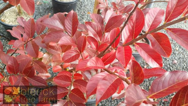 Lagerstroemia indica x faurei - Natchez - Image 2