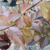 Lagerstroemia indica x faurei - Natchez - Image 4