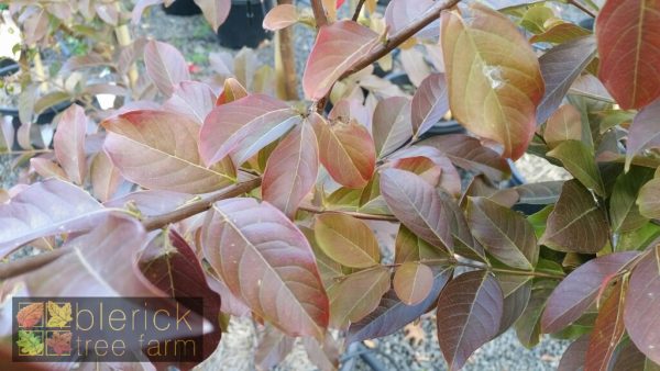 Lagerstroemia indica x faurei - Natchez - Image 4