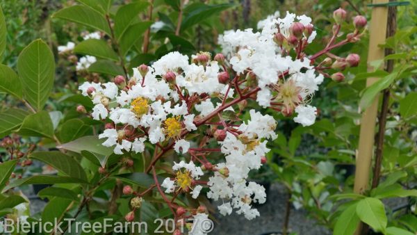 Lagerstroemia indica x faurei - Natchez - Image 5