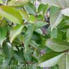 Lagerstroemia indica x faurei - Natchez - Image 3