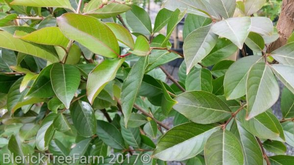 Lagerstroemia indica x faurei - Natchez - Image 3
