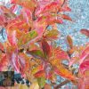 Lagerstroemia x indica - Sioux - Image 4