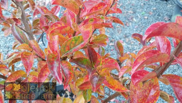 Lagerstroemia x indica - Sioux - Image 4