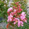 Lagerstroemia x indica - Sioux