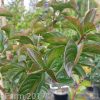 Lagerstroemia x indica - Sioux - Image 3