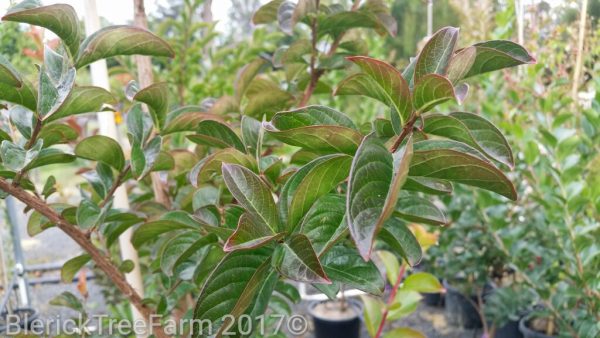 Lagerstroemia x indica - Sioux - Image 3