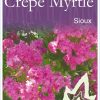 Lagerstroemia x indica - Sioux - Image 2
