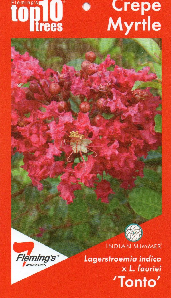 Lagerstroemia fauriei - Tonto