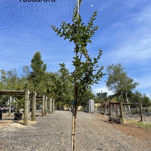 Flowering Tuscarora Crepe Myrtle with vibrant, prolific pink blooms at Blerick Tree Farm