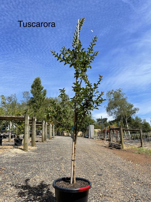 lagerstroemia-tuscarora-40cm-2h.5m.jpg