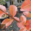 Lagerstroemia indica x faurei - Tuscarora Crepe Myrtle - Image 3