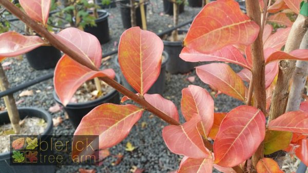 Lagerstroemia indica x faurei - Tuscarora Crepe Myrtle - Image 3
