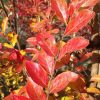 Lagerstroemia indica x fauriei - Zuni Crepe Myrtle - Image 5