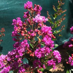 Lagerstroemia indica x fauriei - Zuni Crepe Myrtle