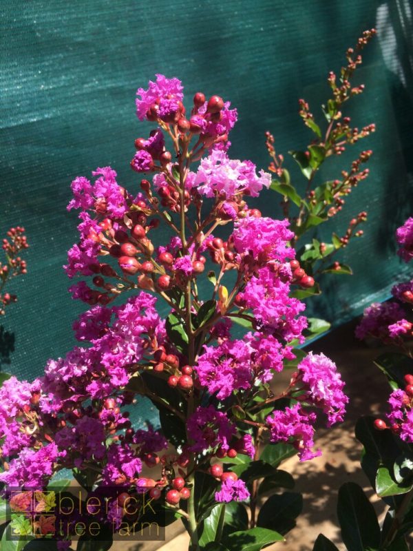 Lagerstroemia indica x fauriei - Zuni Crepe Myrtle