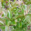 Lagerstroemia indica x fauriei - Zuni Crepe Myrtle - Image 3