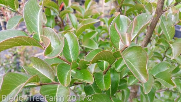 Lagerstroemia indica x fauriei - Zuni Crepe Myrtle - Image 3