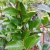Lagerstroemia indica x fauriei - Zuni Crepe Myrtle - Image 2