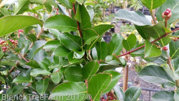 Lagerstroemia indica x fauriei - Zuni Crepe Myrtle - Image 2