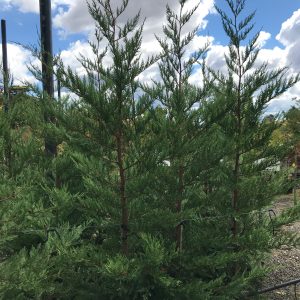 Cupressus leylandii 'Leighton Green'
