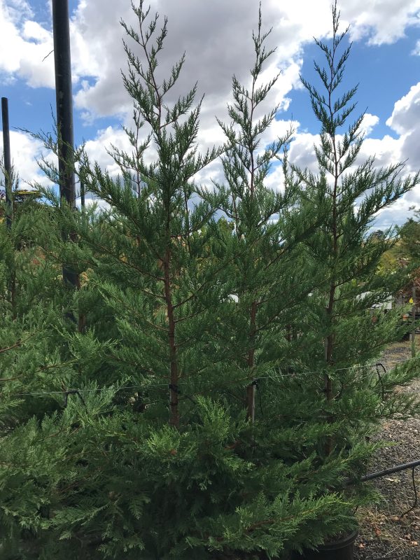 Cupressus leylandii 'Leighton Green'