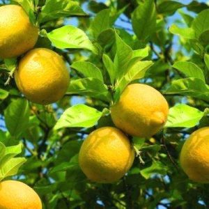 Lemon - Eureka