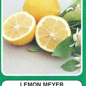 Lemon - Meyer