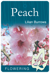 Prunus persica 'Lilian Burrows' - Pink Flowering Peach
