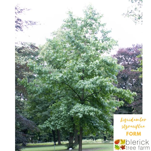 Liquidamber styraciflua - Sweetgum - Image 3