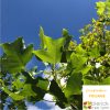Liriodendron tulipifera - Tulip Tree - Image 2
