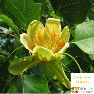 Liriodendron tulipifera - Tulip Tree