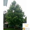 Liriodendron tulipifera - Tulip Tree - Image 4