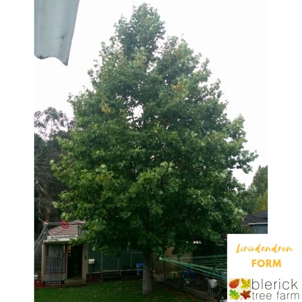Liriodendron tulipifera - Tulip Tree - Image 4
