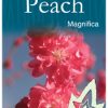 Prunus persica 'Magnifica' - Red Flowering Peach