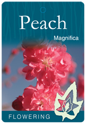 Prunus persica 'Magnifica' - Red Flowering Peach